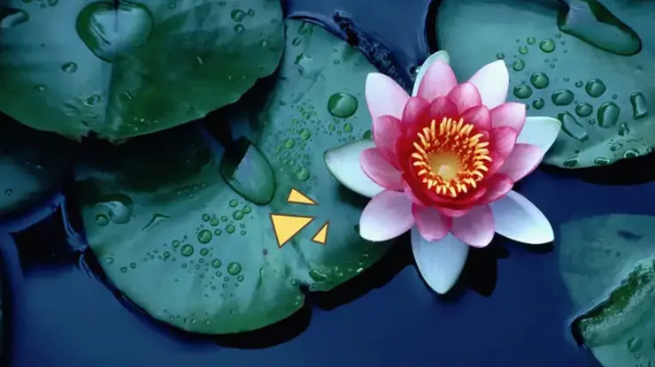 Manfaat Daun Lotus bagi Kesehatan