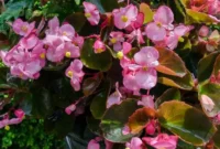 manfaat begonia