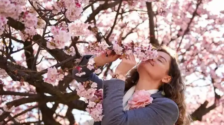 cara merawat bunga sakura